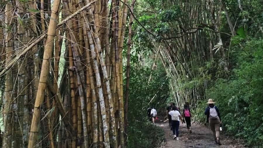 Minca: Hidden Waterfall + Coffee and Cocoa Workshop - Minca’s one-day mix: waterfall, coffee, cocoa, and jungle time