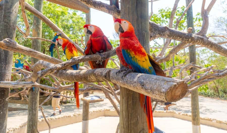 National Aviary and Playa Blanca Plankton Full-Day Tour - Should you book this National Aviary + Playa Blanca Plankton tour?