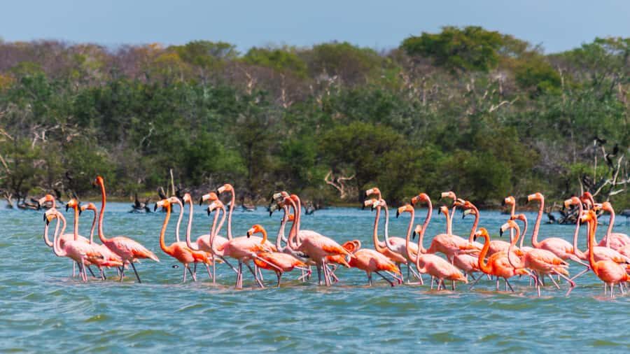 Palomino: Sanctuary of Flamingos Day Tour - From Palomino: how the ride sets the tone for La Guajira