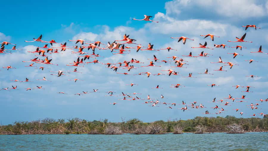 Palomino: Sanctuary of Flamingos Day Tour - Entering the Sanctuary of Flamingos: more than a photo stop