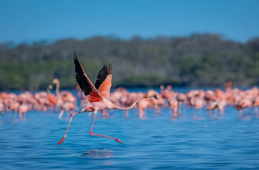 Palomino: Sanctuary of Flamingos Day Tour - The Shrimp’s Beach stop and the Playa de Camarones lunch option