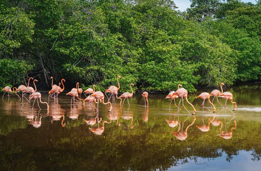 Palomino: Sanctuary of Flamingos Day Tour - Price and value: is $124 fair for this flamingo day?