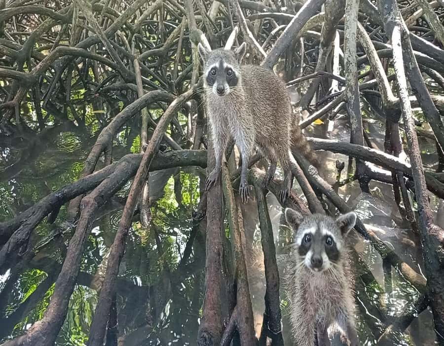 Playa Blanca: Daytour with Snorkeling and Racoon Sighting - Who this tour suits best (and who should skip it)