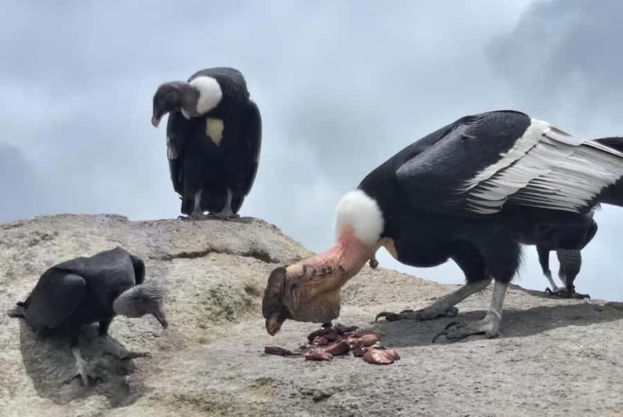 Popayan: Condor Watching in Purace + San Juan Hot Springs - Key things that make this tour worth your time