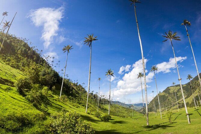 Salento, Cocora and Filandia Private Tour from Pereira or Armenia - Filandia’s illuminated viewpoint: coffee territory from above
