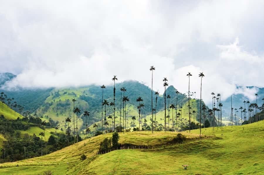 Salento, Cocora and Filandia Tour from Pereira or Armenia - Key things that make this tour work