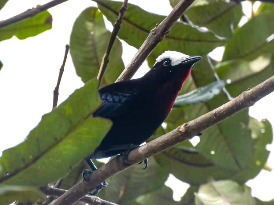 Salento: hike to learn about Birds - Birding in Salento with a focus on learning, not just spotting