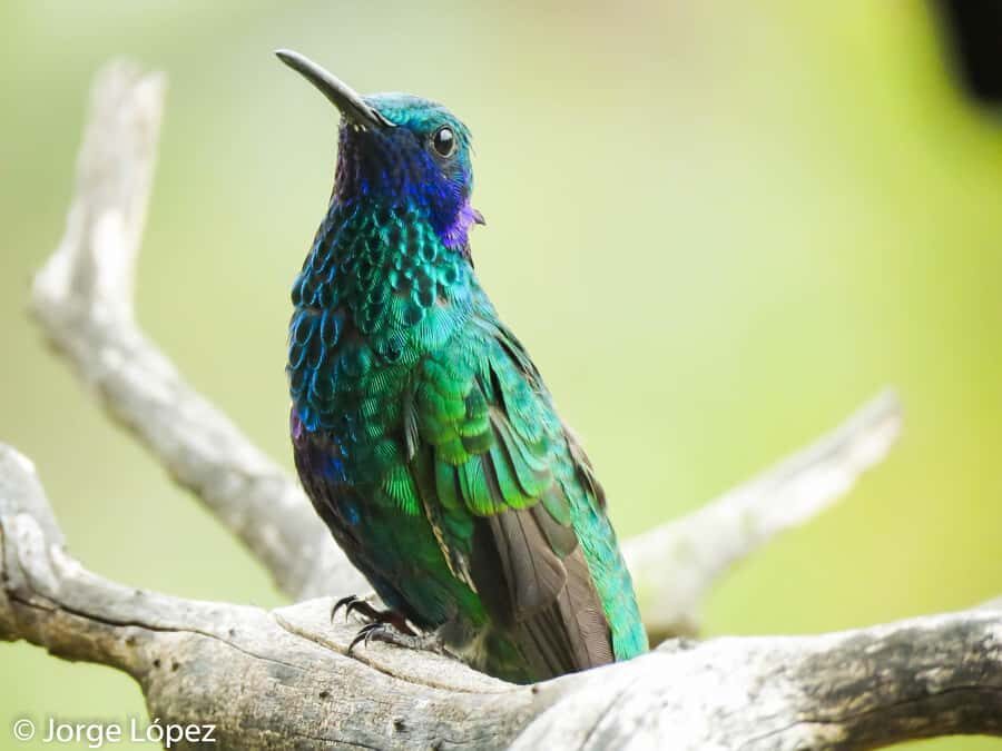Salento: hike to learn about Birds - The guided hike: what you’re actually looking for