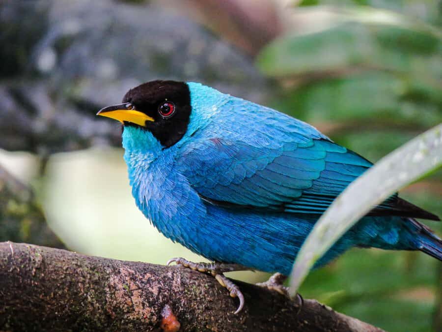 Salento: hike to learn about Birds - Included binoculars, fruits, and water: small things that help a lot