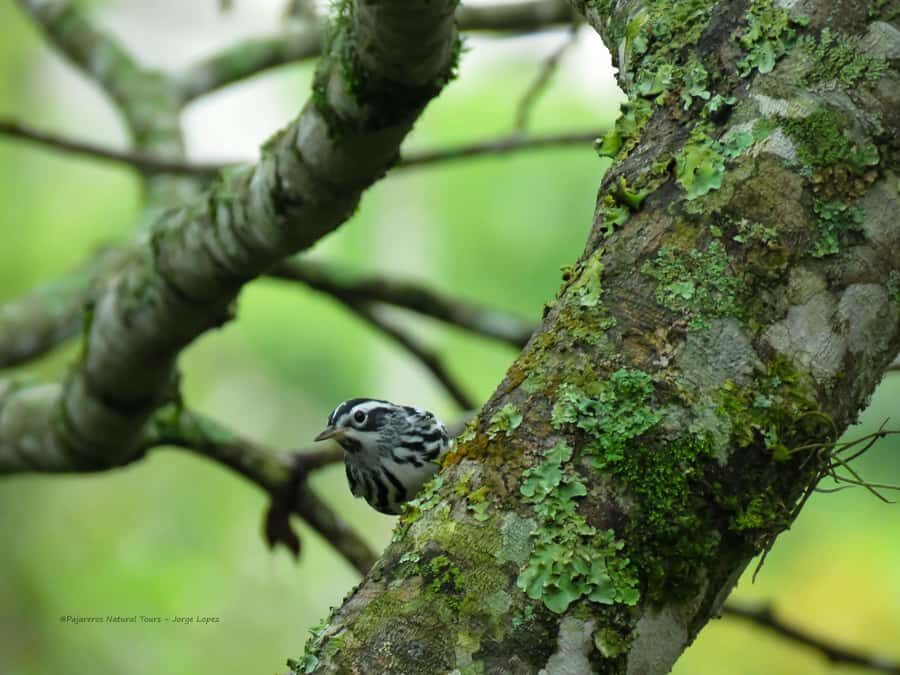 Salento: hike to learn about Birds - Price and value: is $60 per person worth it?