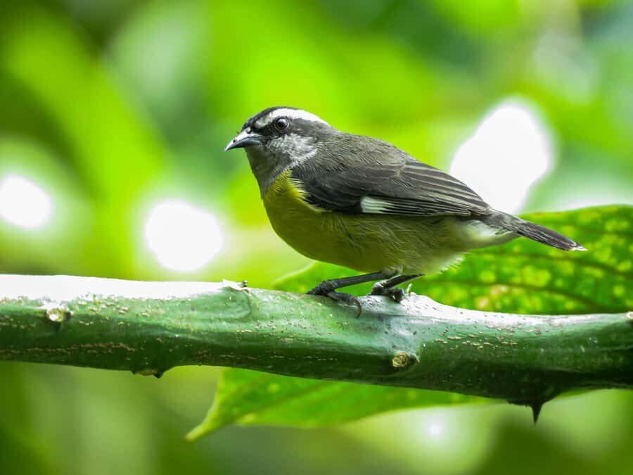Salento: hike to learn about Birds - Who this Salento birding hike is best for