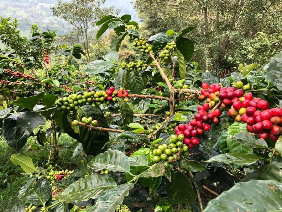 Salento: Private Cocora Valley, Salento & Coffee Farm Tour - The coffee tasting lesson: learn what good coffee tastes like