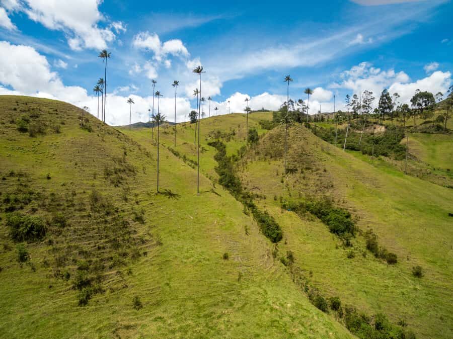 Salento: Private Cocora Valley, Salento & Coffee Farm Tour - Should you book Salento: Private Cocora Valley, Salento & Coffee Farm Tour?