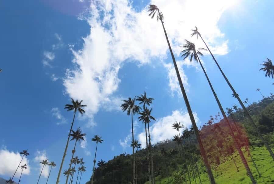 Salento: Salento & Cocora Valley Tour - Key highlights you’ll feel in the day