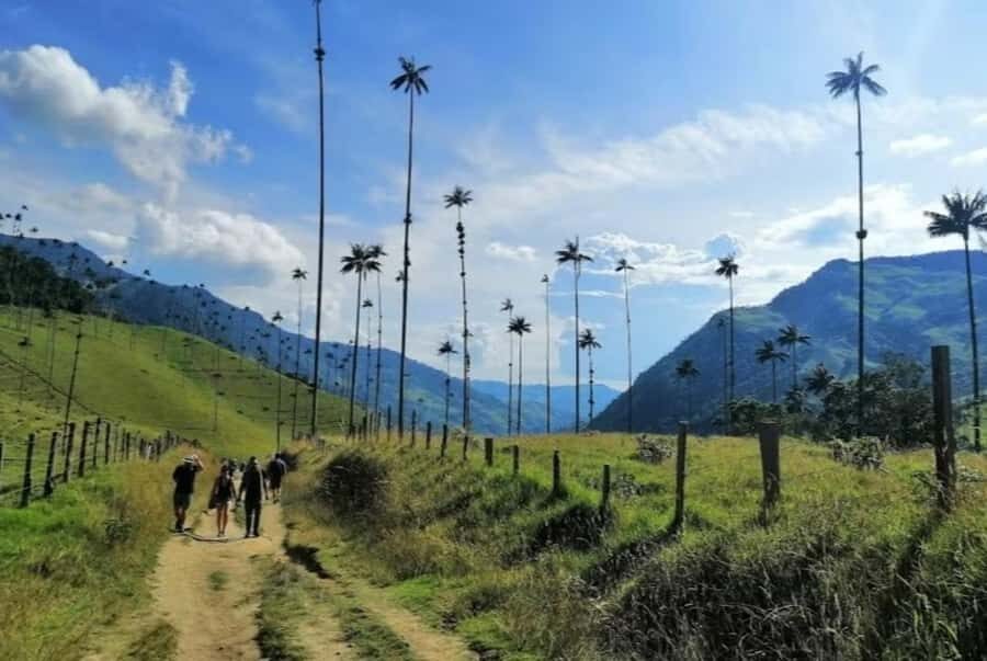 Salento: Salento & Cocora Valley Tour - The Cocora Valley guided walk: wax palms, birds overhead, and why walking beats riding