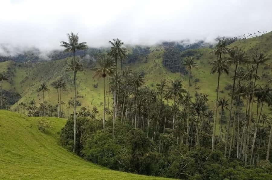 Salento: Salento & Cocora Valley Tour - Getting to Cocora: jeeps, coffee stories, and a viewpoint with Nevados in sight