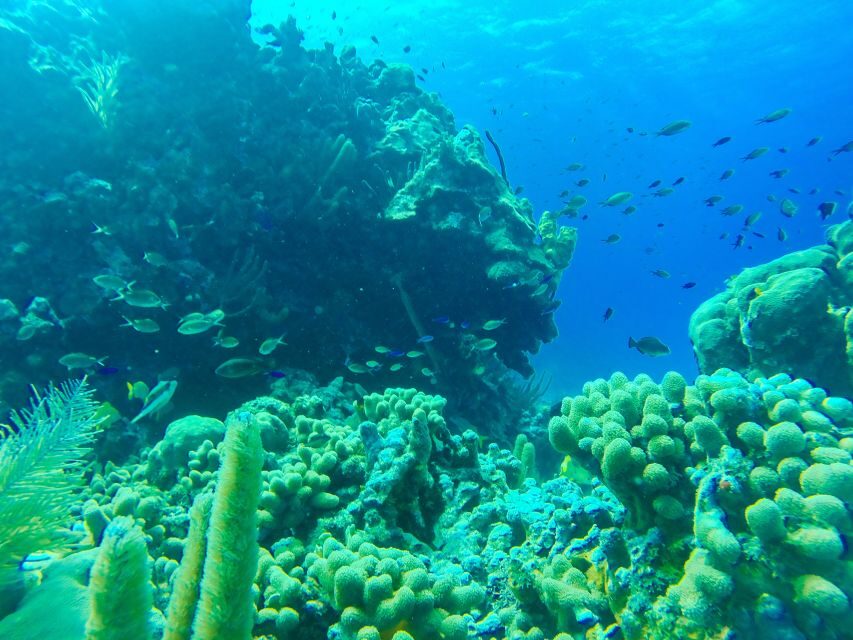 San Andrés: Guided Cays and Mangroves Tour - Guide and Language: Live Spanish Help (and the English Gap)