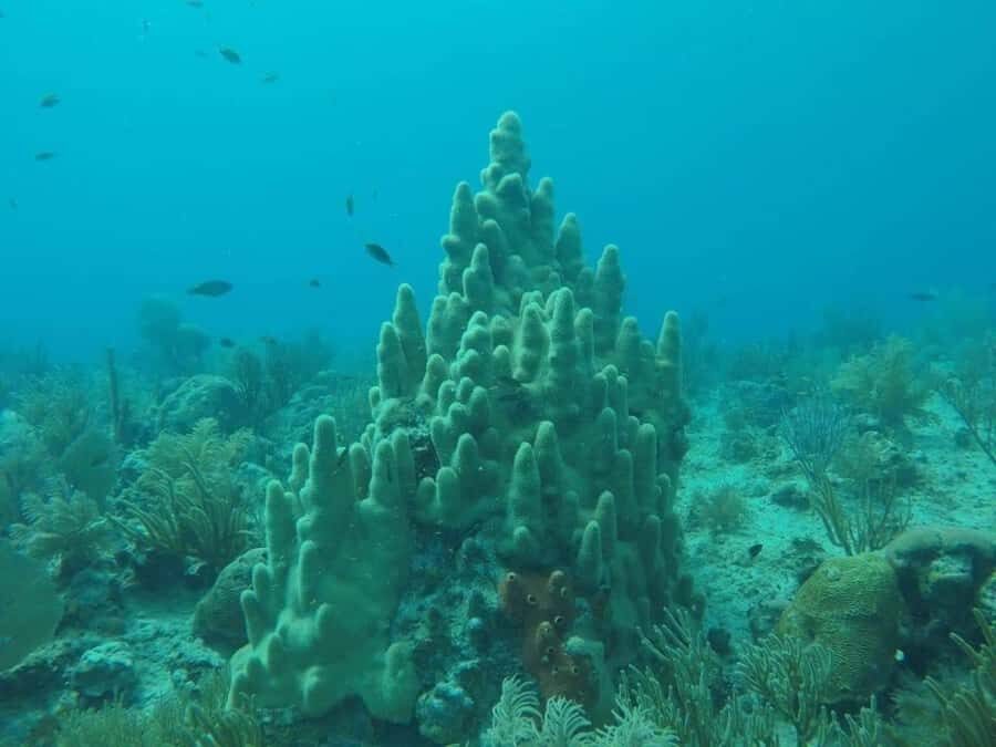 San Andres: Transfer by Boat + Natural Aquarium - San Andrés Natural Aquarium: what the 7-color water is really like