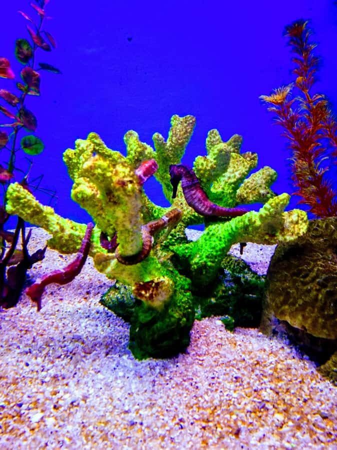 SANTAMARTA: TOUR Combo boat taxi, aquarium, lunch, and white sand beach - Should you book this Santa Marta combo?