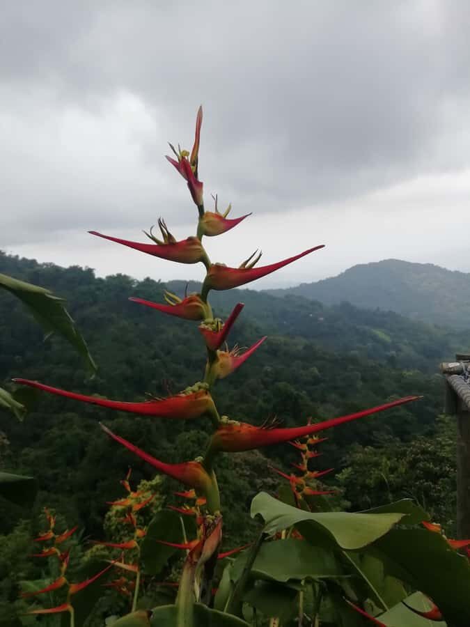 Sierra Minca Day Tour - Should you book the Sierra Minca Day Tour with Iguanas Tours?