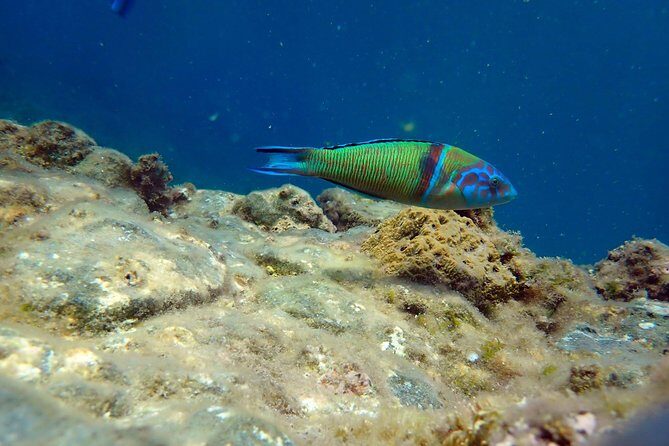 Snorkeling excursion in Isla de Tabarca - The Island Circuit: What the Guide Actually Does in Tabarca