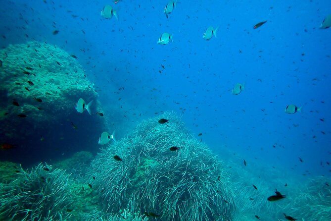 Snorkeling excursion in Isla de Tabarca - English Guidance: How to Make Sure It Works for You