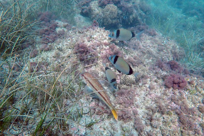 Snorkeling excursion in Isla de Tabarca - Snorkeling Route and Timing: 3 Hours on the Clock
