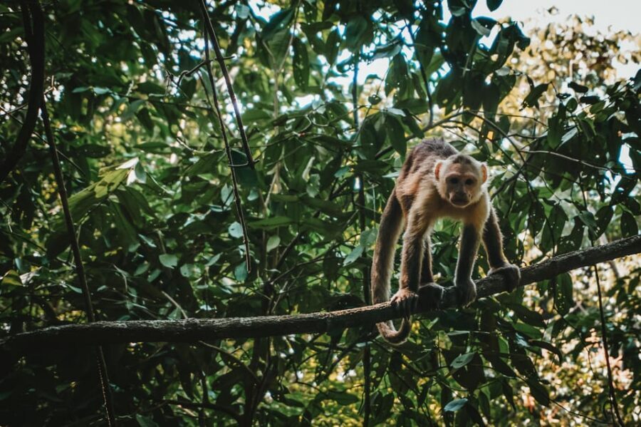 Tayrona Park & Cabo San Juan - The Cañaveral hike along ecological trails (about 2 hours down)
