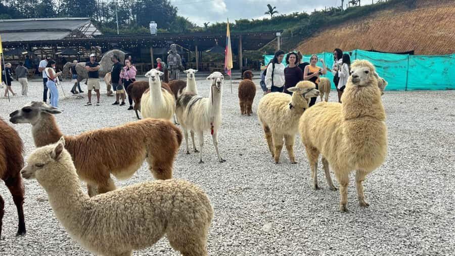 Tour Guatapé con visita a Granja de las Llamas y las Alpacas - From Medellín Pickup to Guatapé: The Rhythm of the Day