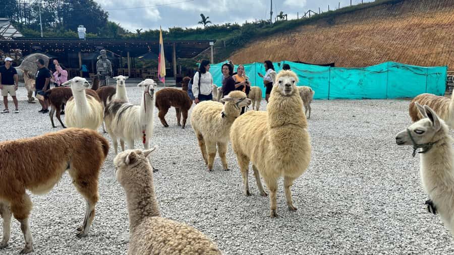 Tour Guatapé con visita a Granja de las Llamas y las Alpacas - Value and Costs: Is $50 a Good Deal for This Day?