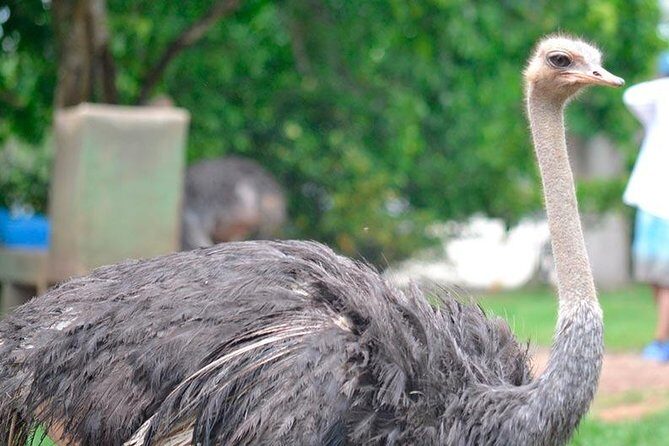 Tour to the Hacienda Nápoles Theme Park - Biolandia Knowledge Park: When Education Joins the Animals